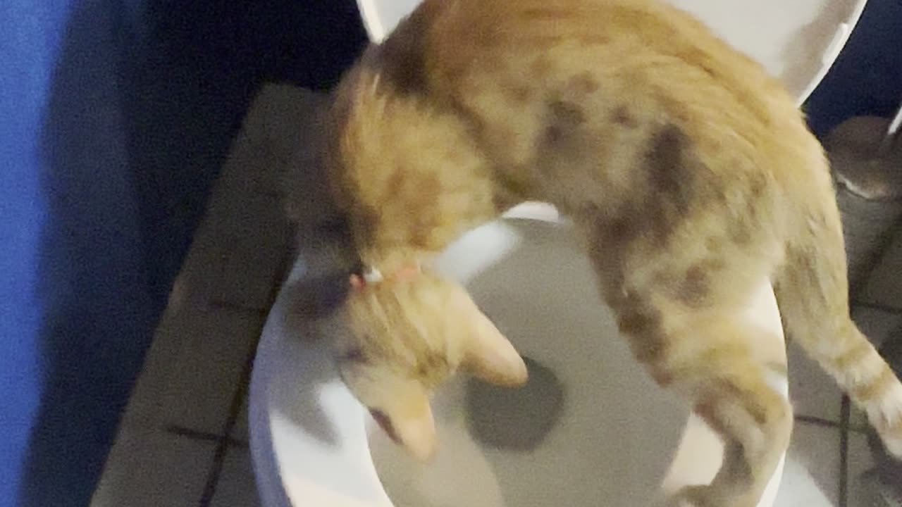 Cat Drinks from Toilet