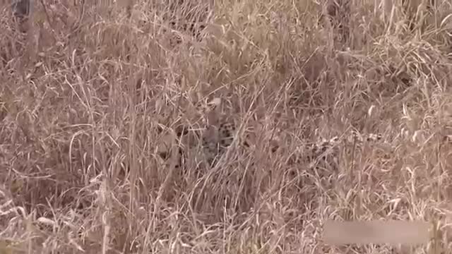 Leopard vs Cheetah