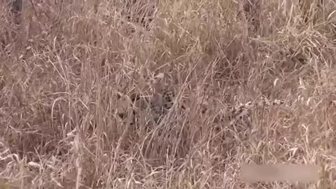 Leopard vs Cheetah