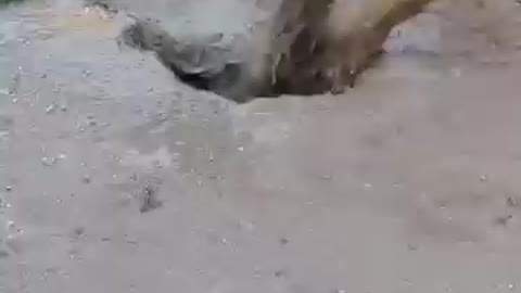 cachorro muito fofo 😱😱😱😱