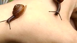 Three snails on hand
