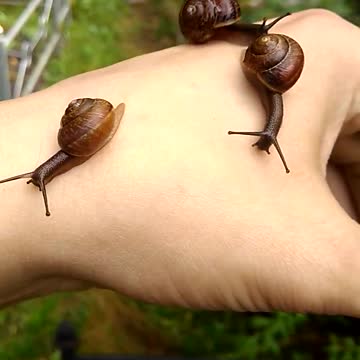 Three snails on hand