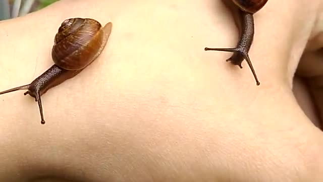 Three snails on hand