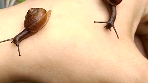 Three snails on hand
