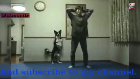 This video shows how a dog and its owner are exercising up and down.