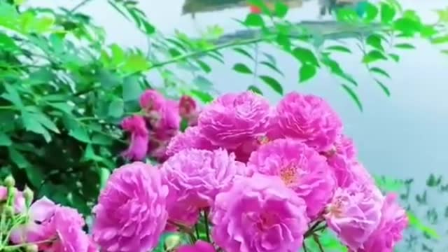 Nice lake with flower and good music