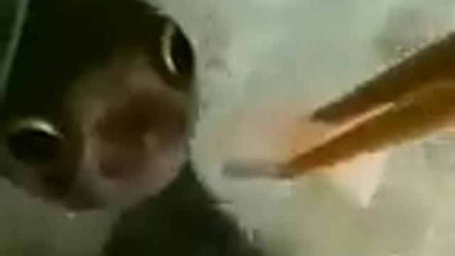 Funny Fish cat dog animals videos_