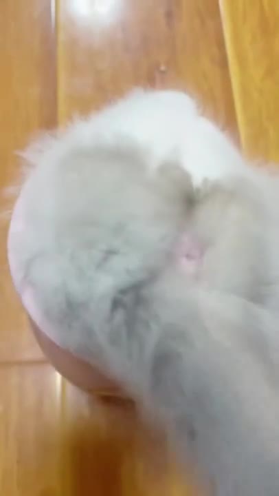 1.Cats and dogs _ cats meowing _ cats funny videos #shorts