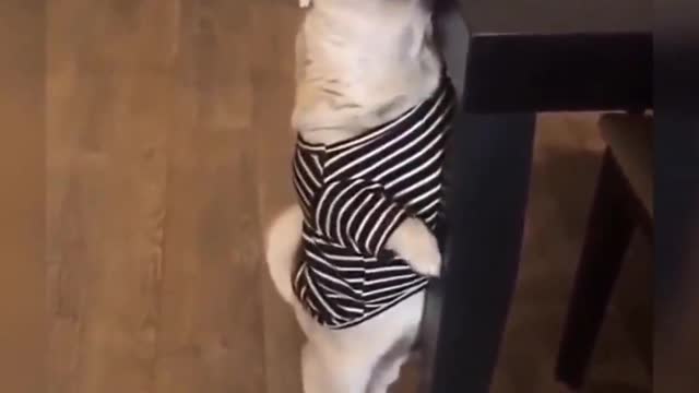 Cute Dog trying to get his biscuit - funny 🐶