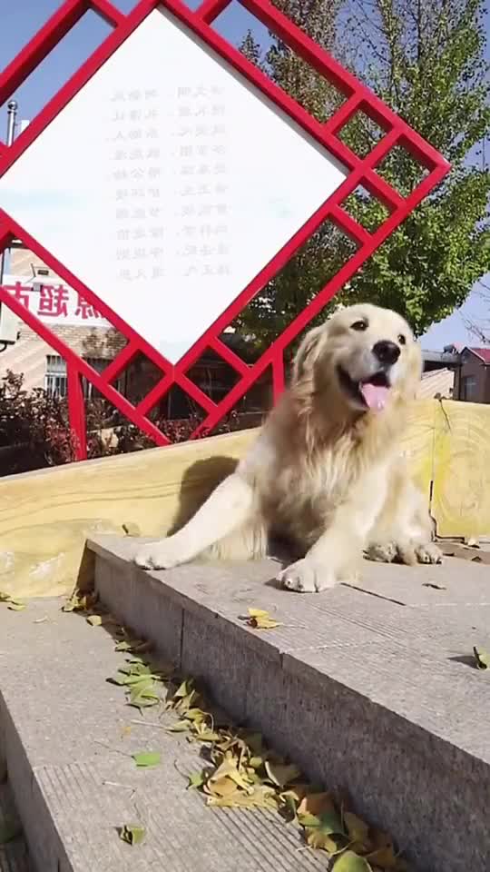 The dogs help each other