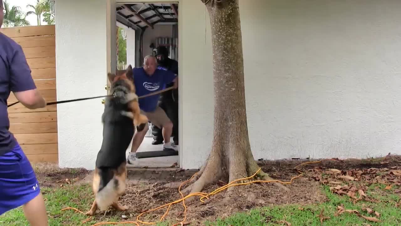 Guard Dog Training Step by Step!