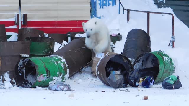 Roaming Polar Bear Delights Kids, Terrifies Parents