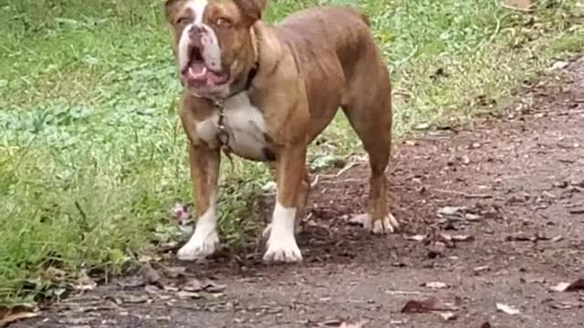 harper#sass#bark#fyp