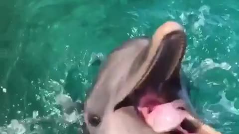 Crazy dolphin see how it imitates its owner You should see this