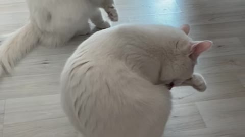 Cute white cat brothers eating and washing face