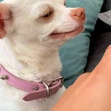 Annoyed Dog Bit his Owner. Watch until the End.