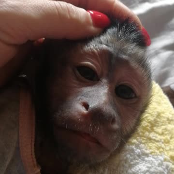 Как засыпает Мирошка