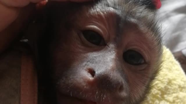 Как засыпает Мирошка