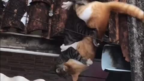 Cats banging on the roof