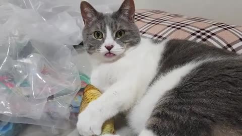 cat love his toy