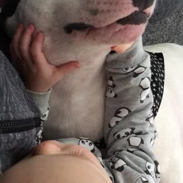 Baby checking vicious dogs teeth