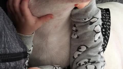 Baby checking vicious dogs teeth