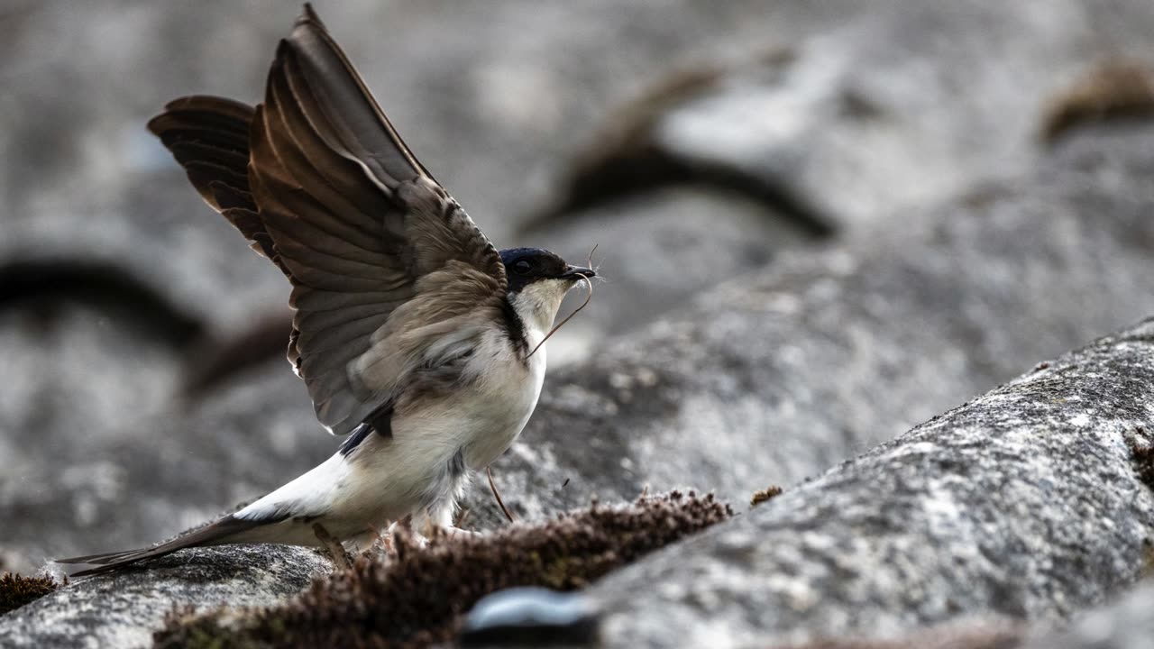 The House Martin: Close Up HD Footage (Delichon urbicum)