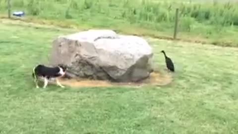 Duck and Dog Playing Tag