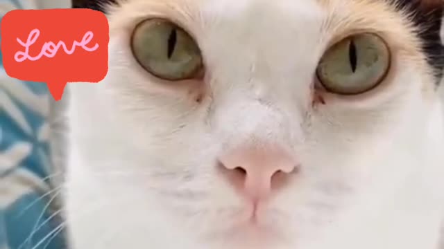 Cute cat
