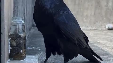 Causal understanding of water displacement by a crow