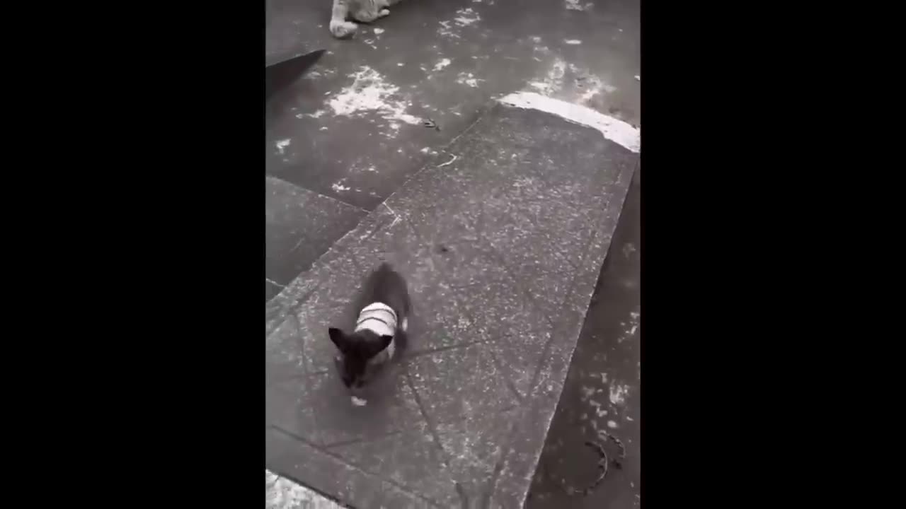Funniest Cats and Dogs Videos