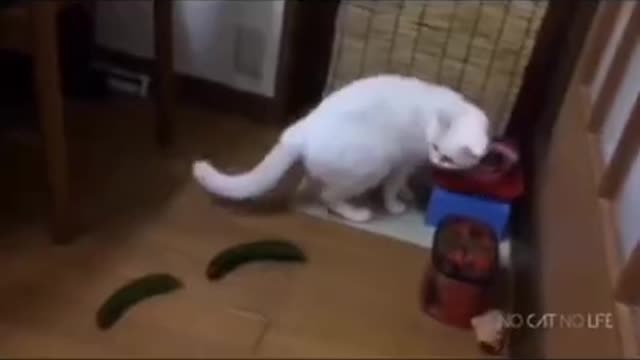 Funny Animals They Do The Strangest Things, Try Not To Laugh! Part 19