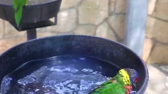 Looks like the lorikeets are throwing a pool party! 🏖🦜😎