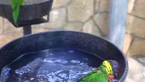 Looks like the lorikeets are throwing a pool party! 🏖🦜😎