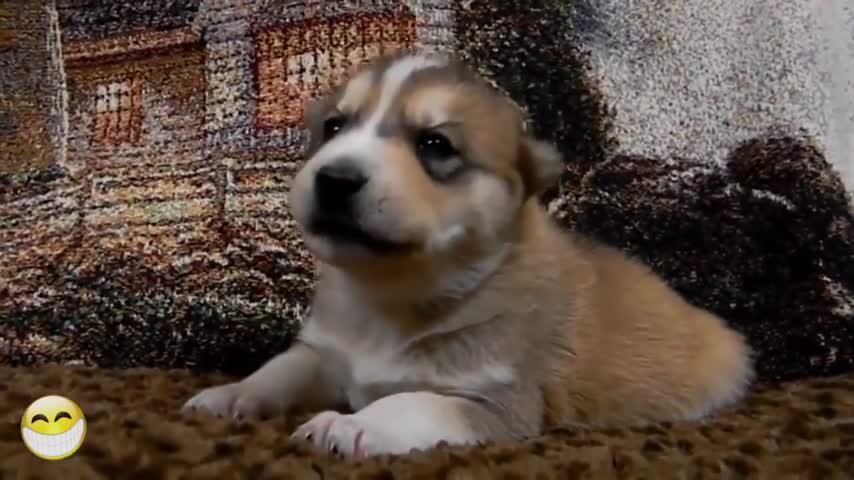 Cute puppy doing funny stuff