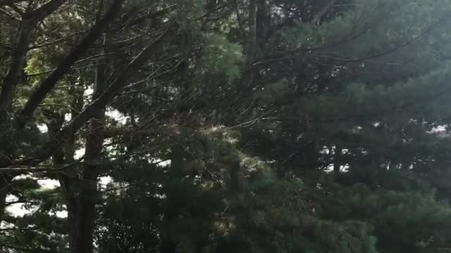 Cutting Down Pine Tree Aiming For The Right Spot