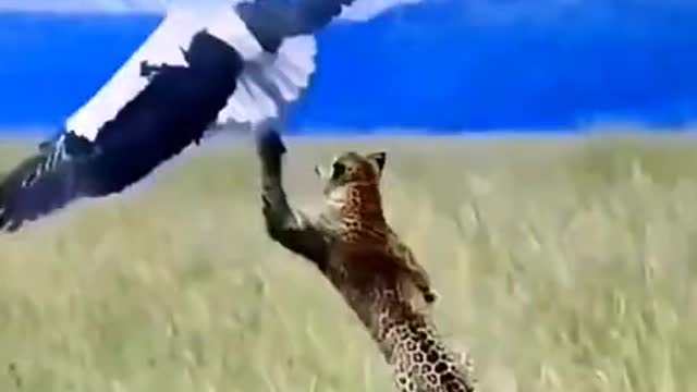 Animal activities video 🐯