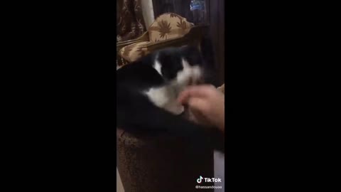 OMG So Cute Cats ☺ Best Funny Cat Videos 2021 #2