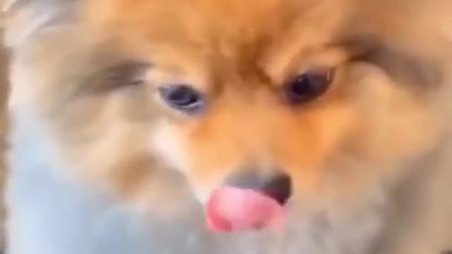 My funny dog