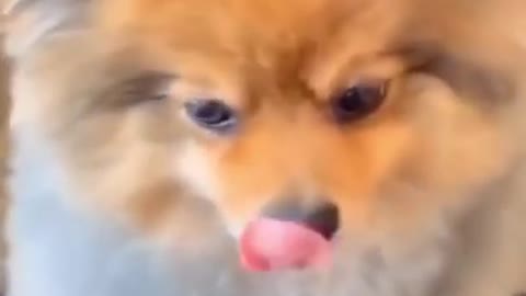 My funny dog