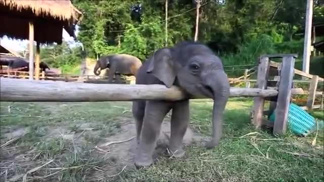 Baby Elephants Learning Life Lessons