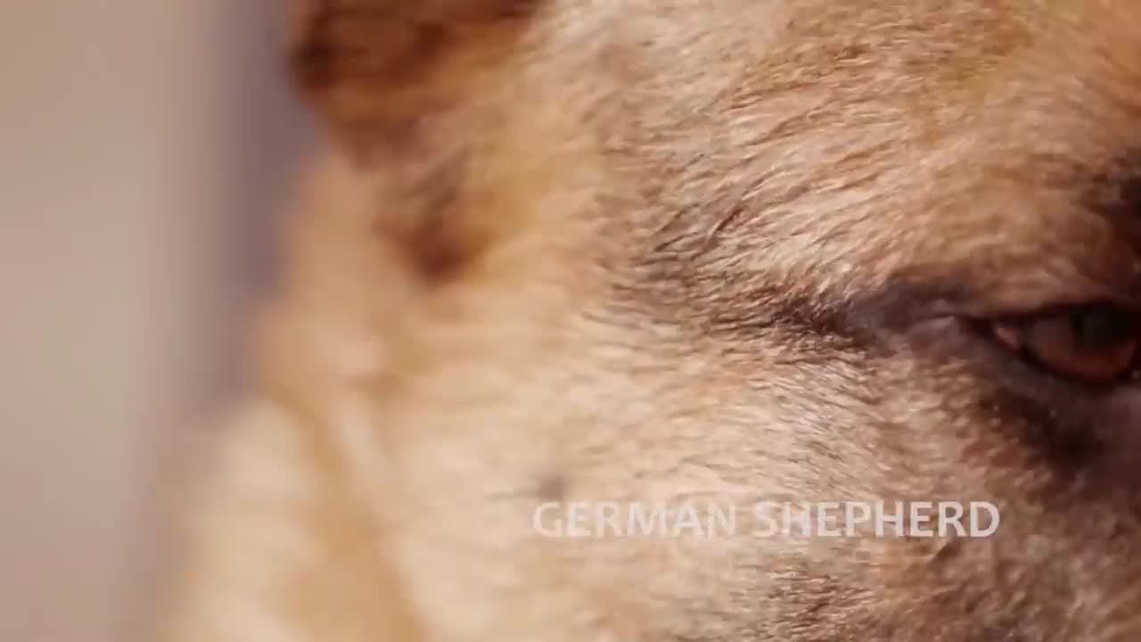 Smart disciplined German Shepherd dogs video