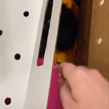 Cute Cats in the box