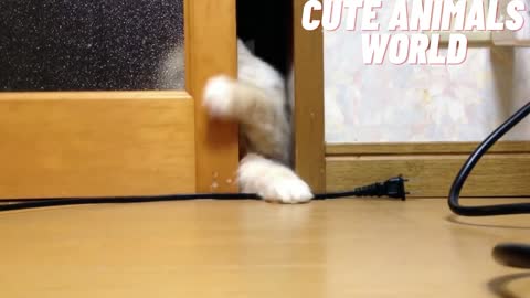 cute cats funny video