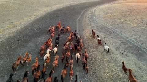 Running horses