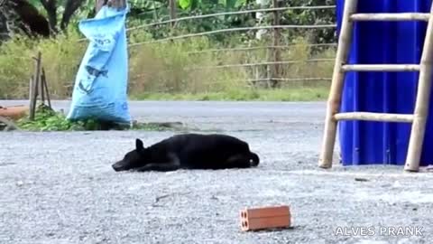 ASSUSTANDO CACHORROS COM LEÃO FALSO VEJA OQUE VAI ACONTECER