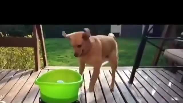 Doggy having a blast.