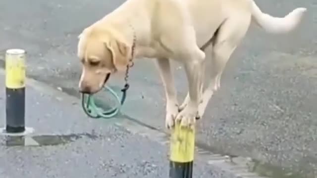 Dog Unbelievable Balance