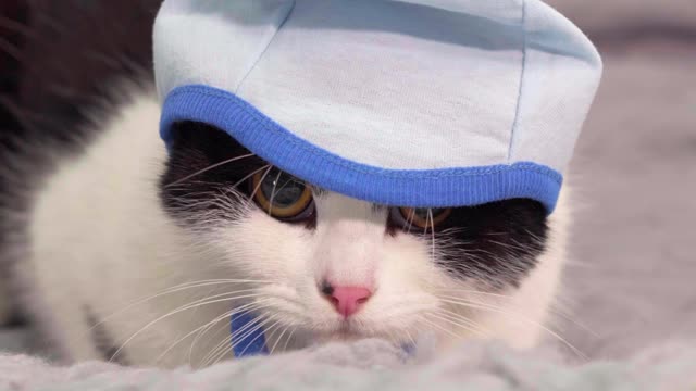 Cat wearing cap and enjoying girls