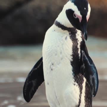 African-Penguin